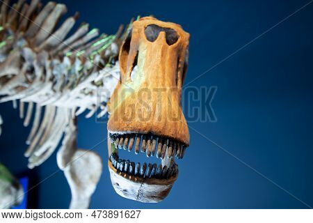 Brachytrachelopan Dinosaur Skeleton On Display - Australia