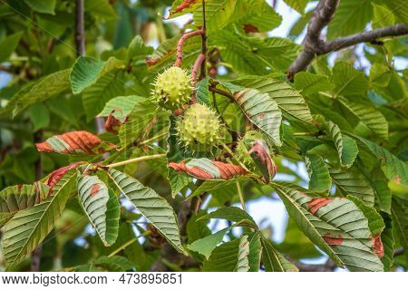 Horse Chestnut Fruits Hanging On The Tree In Autumn, In Leaves And Branches. Aesculus Hippocastanum,
