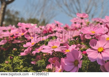 The Large Galsang Flower Blooming In Spring