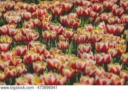 The Tulipa Flowers In The Backyard Garden