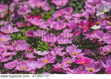 A Large Galsang Flower Blooming In Spring