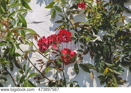 The Roses On A White Wall. With Sky