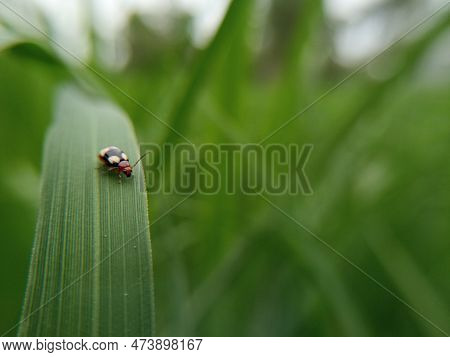 Red Ladybug And Ant On Grass Background Photo