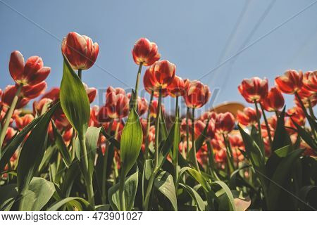 The Tulipa Flowers In The Backyard Garden