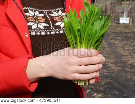 Allium Ursinum Also Known As Ramson, Wild Garlic Has A Medicinal Use Benefits, With Anti Fungal, Ant