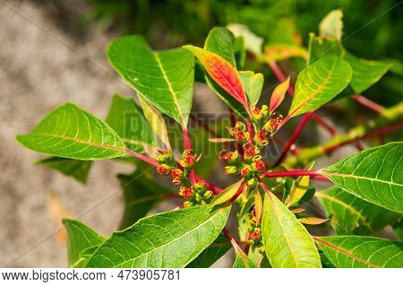 Plant Nectaries With Leaves. Plant Nectaries In Nature. Plant Nectaries Outdoor.