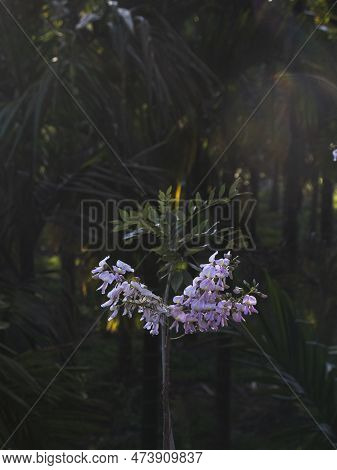 The Flower Of A Plant Serving As Natural Insecticide And Pesticide Called Gliricidia