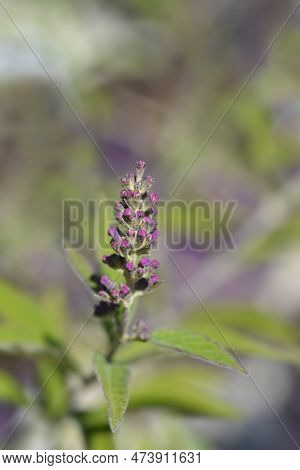 Summer Lilac Flower Buds In The Spring