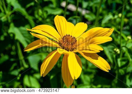 Fine Wild Growing Flower Aster False Sunflower On Background Meadow