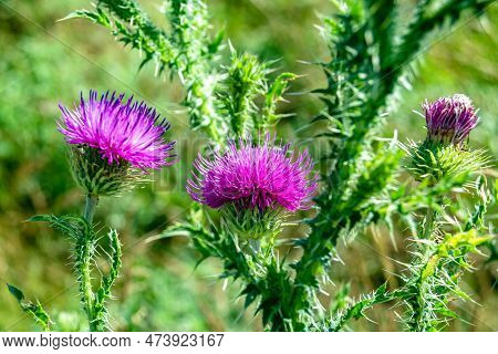 Beautiful Growing Flower Root Burdock Thistle On Background Meadow
