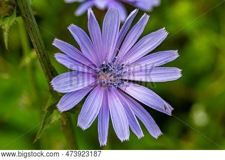 Beauty Wild Growing Flower Chicory Ordinary On Background Meadow