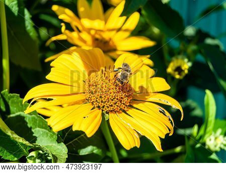 Beautiful Wild Flower Winged Bee On Background Foliage Meadow