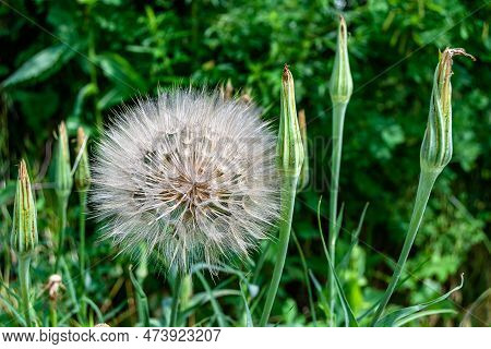 Beautiful Wild Growing Flower Seed Dandelion On Background Meadow