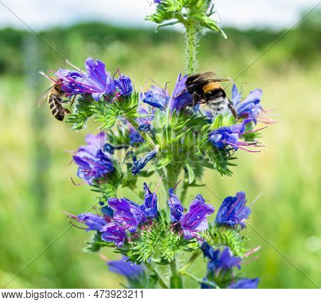 Beautiful Wild Flower Winged Bee On Background Foliage Meadow