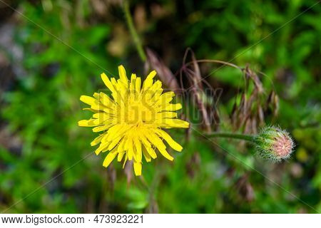 Beautiful Wild Growing Flower Yellow Dandelion On Background Meadow