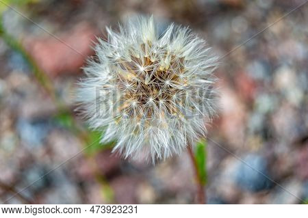 Beautiful Wild Growing Flower Seed Dandelion On Background Meadow