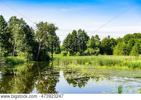 Beautiful Grass Swamp Reed Growing On Shore Reservoir In Countryside