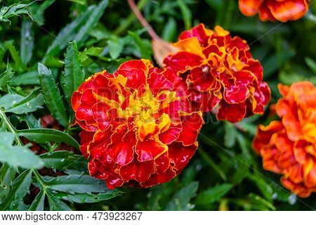Fine Wild Growing Flower Marigold Calendula On Background Meadow