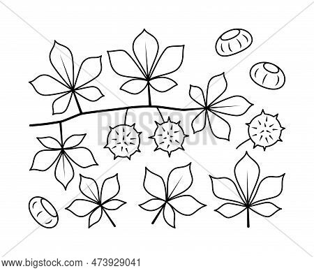 Vector Line Drawing Of Chestnut Branch And Chestnut Fruit. Isolated Collection Of Chestnut Branch On