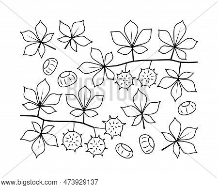 Chestnut Branches And Chestnut Fetus Vector Line Icons. Isolated Collection Of Line Icons Chestnut B