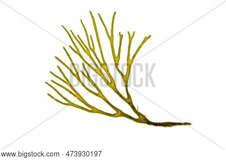 Velvet Horn Codium Tomentosum Or Spongeweed Green Alga Branch Isolated Transparent Png.