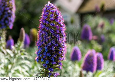 Pride Of Madeira Flower. Echium Candicans In California, Usa.