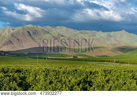 Olive Plantation In Bakersfield, California. Beautiful Sunset Light. Usa