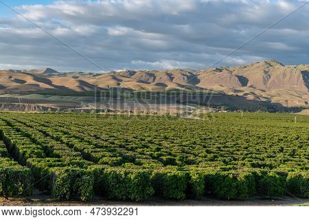 Olive Plantation In Bakersfield, California. Beautiful Sunset Light. Usa