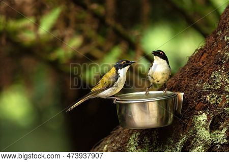 2 Wetar Figbird Standing On A Bowl Full Of Water