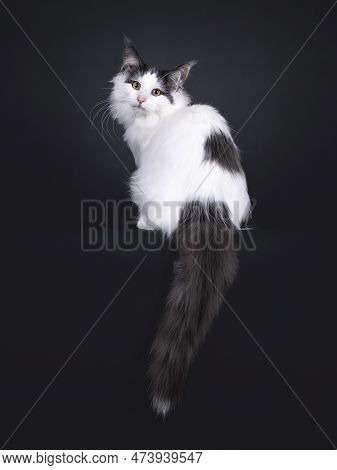 Excellent Harlequin Norwegian Forest Kitten, Sitting Up Backwards On Edge With Tail Hanging Down. Lo