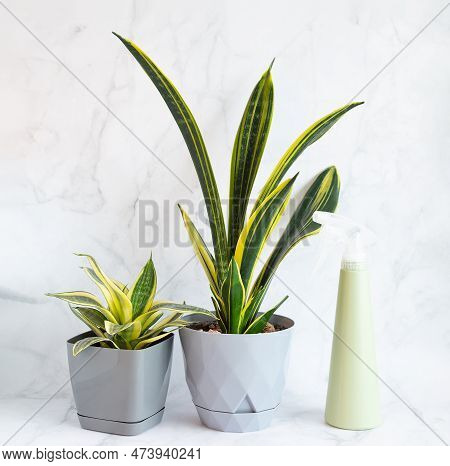 Sansevieria Golden Flame And Small Golden Hahnii, Snake Plant In Grey Plastic Pots And Sprayer On Li
