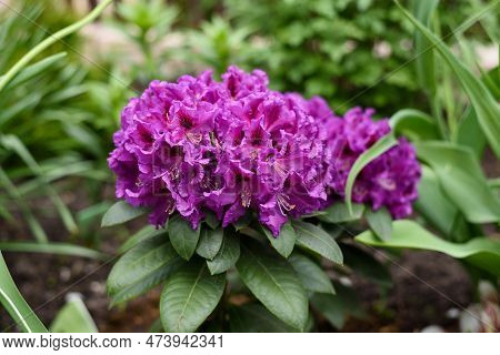 Purple Flowers Of The Rasputin Rhododendron In The Spring In The Garden