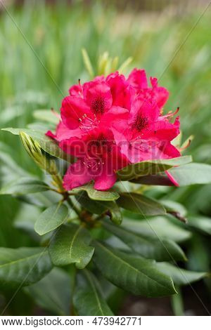 Bright Pink Purple Flowers Rhododendron Nova Zembla In Spring And Garden