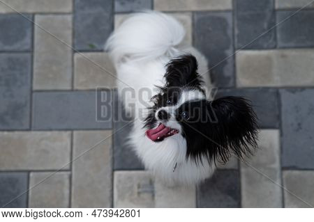 Top View Of Pappilion Dog On The Sidewalk. Portrait Of A Black And White Continental Spaniel.