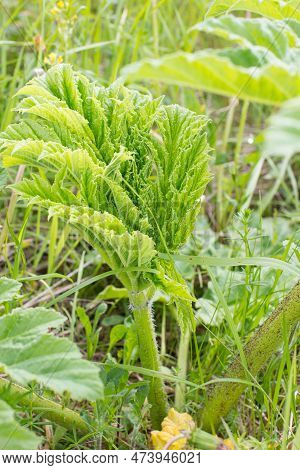 Young Giant Hogweed, Hogweed On The Background Of Green Grass In The Field