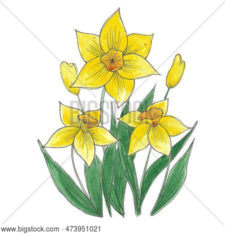 Hand Drwan Watercolor Yellow Daffodil Composition. Isolated On White Background. Scrapbook, Post Car