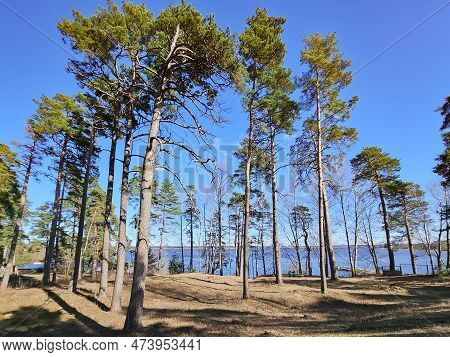 High Pine Forest Near The Kisezers Lake In The Mezaparks District, Quiet And Forest Area Of Riga, Ca