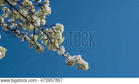 Apple Tree Branch Loaded With Beautiful White Flowers During Early Spring