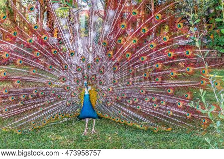 Peacock With Shiny Blue Feathers Displaying Its Beautiful Red And White Train, Close-up. The Decorat