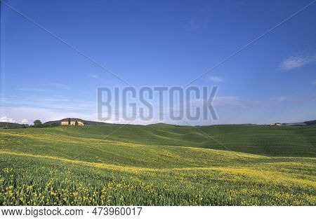 Scenic Panorama View Of Typical Tuscany Landscape With Group Of Cypress Trees Against Blue Sky In Tu