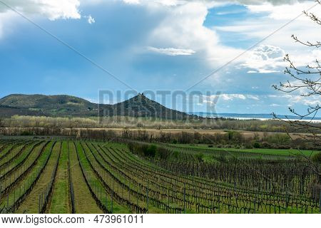 Vinery Vineyard On Saint George Hill Next To Lake Balaton