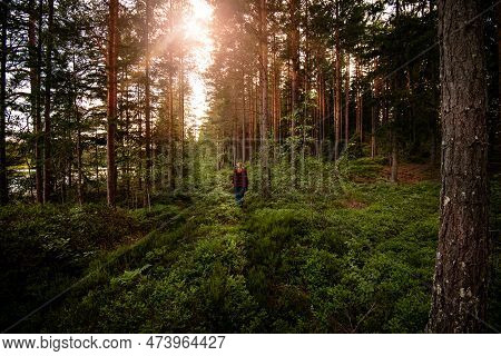 Man Traveler Walks Trough The Woods, Beautiful Wild Landscape In Forest With The Sun Shining Trough 