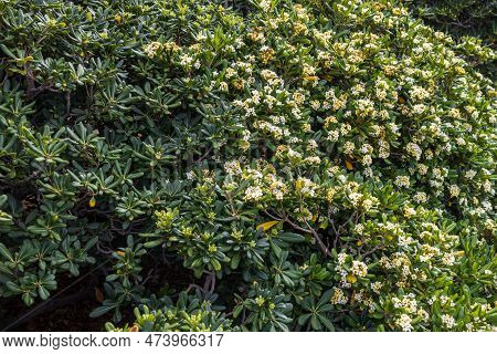 Flora Of Israel. Pittosporum Tobira Is Known By Several Common Names, Including Australian Laurel, J
