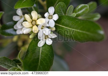 Flora Of Israel. Pittosporum Tobira Is Known By Several Common Names, Including Australian Laurel, J