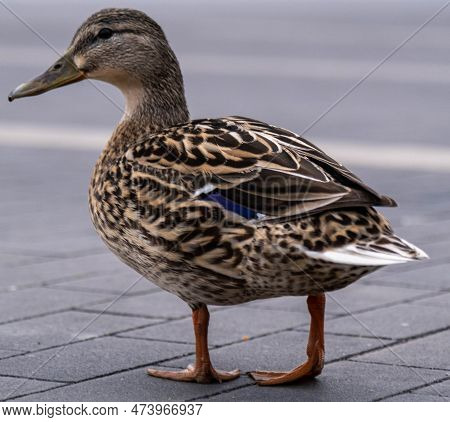 Duck Waiting For Food In Supermarket Parking