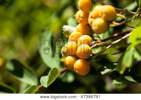Sorbus Aucuparia Rowan ยุโรปกับออเร้นจ์ Berries ในฤดูใบไม้ร่วง