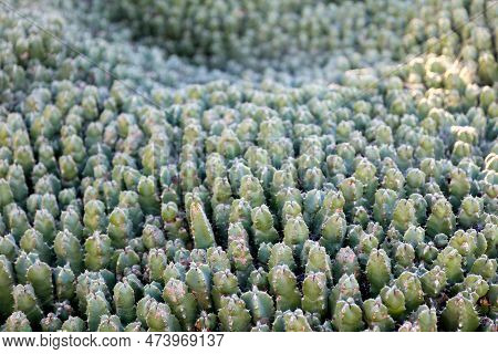 Carpet Of Cacti. Euphorbia Resinifera, Above View