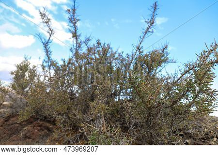 Spiny Plant Of Southern Boxthorn  - Lycium Intricatum
