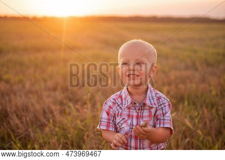 Close Up Portrait Of Little Boy In Plaid Shirt. Todder With Emotions Eats Spikelet Of Wheat
