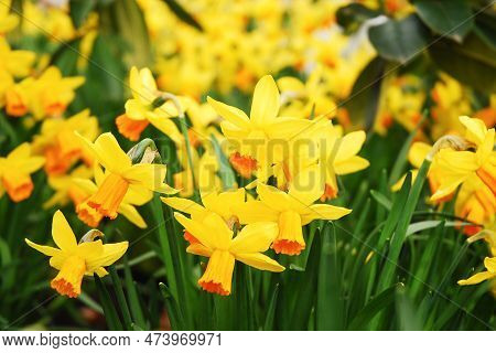 Yellow Daffodil Flowers Grow In The Park In Spring. Narcissus Jonquilla Field.